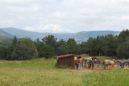 Putting horses out in the Harlan corral
